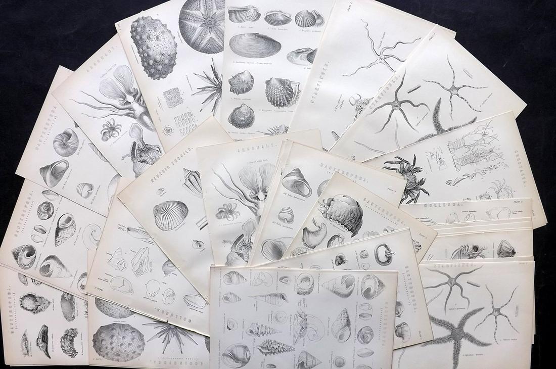 Nat. Encyclo. 1890's Lot of 40 Shells & Sea Life Prints (1 of 4)