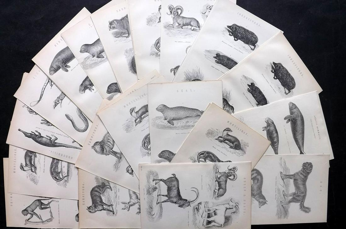 Nat. Encyclo. 1890's Lot of 40 Natural History Prints: Some duplicates. Woodblocks and/or Steel Engravings Published 1891-1901 by William Mackenzie, London for "The National Encyclopedia: A dictionary of Universal Knowledge" Paper Size: 9.5 x 6 inch (24 x