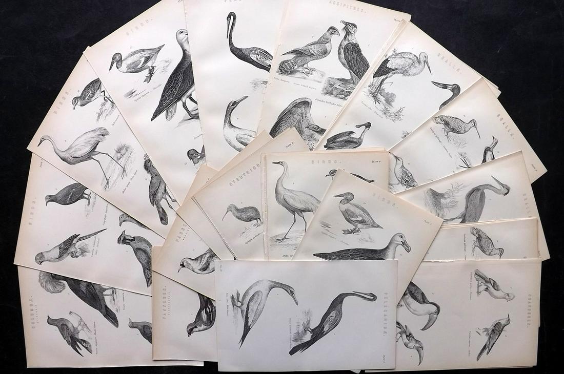 Nat. Encyclo. 1890's Lot of 40 Antique Bird Prints: Some duplicates. Woodblocks and/or Steel Engravings Published 1891-1901 by William Mackenzie, London for "The National Encyclopedia: A dictionary of Universal Knowledge" Paper Size: 9.5 x 6 inch (24 x