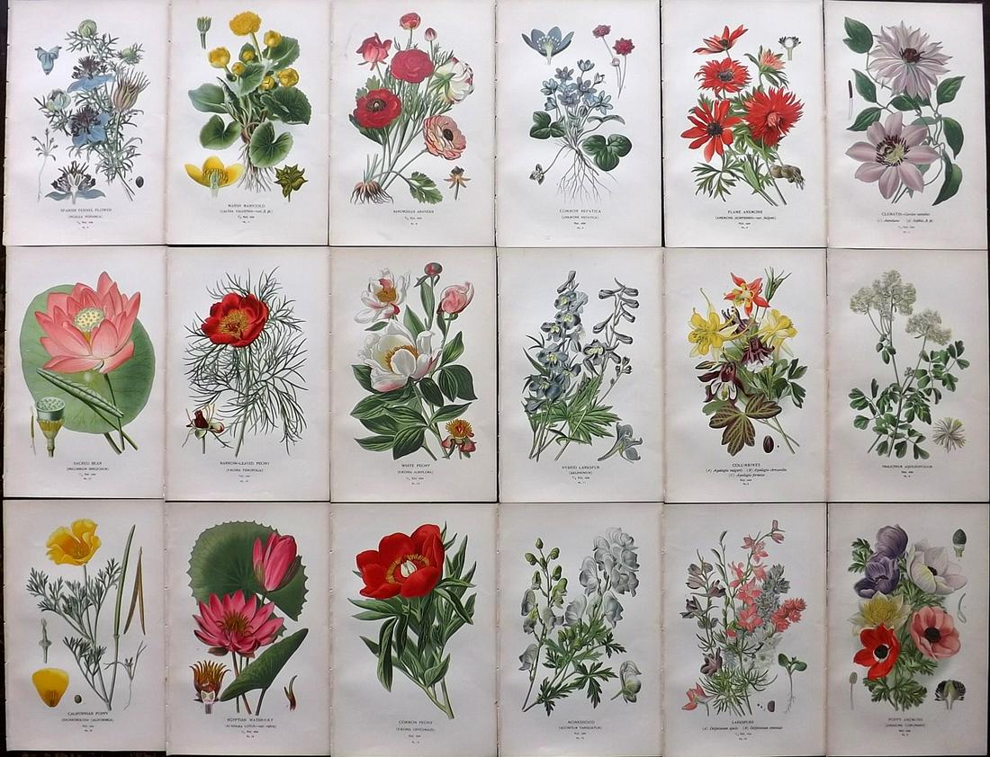 Step, Edward 1897 Lot of 18 Antique Botanical Prints: Chromolithographs Published 1896-97 by Frederick Warne & Co., London for "Favourite Flowers of Garden and Greenhouse" by Edward Step and William Watson. Paper Size: 9.5 x 6 inch (24 x 15cm) Good Condi