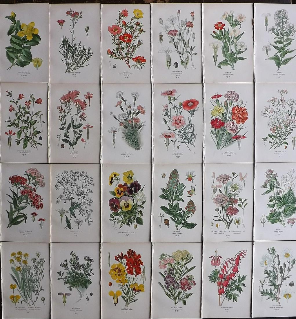 Step, Edward 1897 Lot of 24 Antique Botanical Prints: Chromolithographs Published 1896-97 by Frederick Warne & Co., London for "Favourite Flowers of Garden and Greenhouse" by Edward Step and William Watson. Paper Size: 9.5 x 6 inch (24 x 15cm) Good Condi