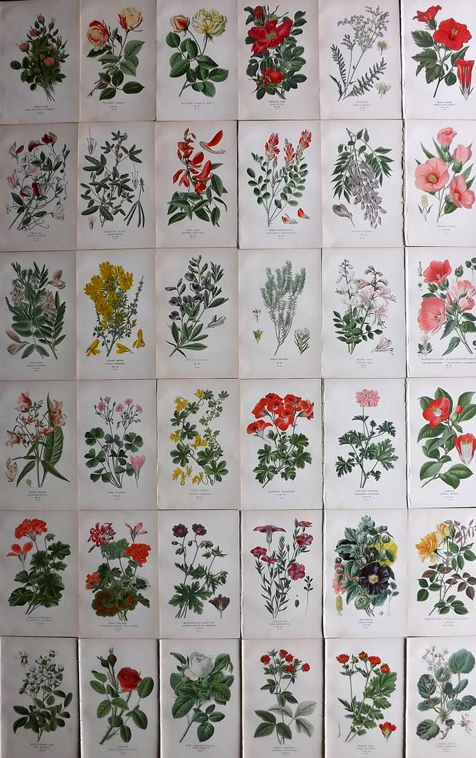 Step, Edward 1897 Lot of 36 Antique Botanical Prints: Chromolithographs Published 1896-97 by Frederick Warne & Co., London for "Favourite Flowers of Garden and Greenhouse" by Edward Step and William Watson. Paper Size: 9.5 x 6 inch (24 x 15cm) Good Condi