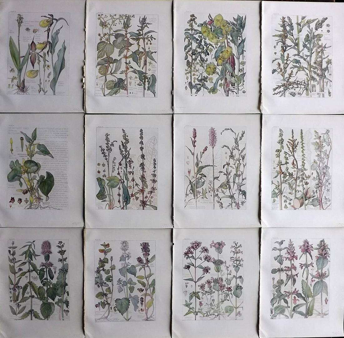 Adams, Isabel 1907 Lot of 12 Antique Botanical Prints: Offset Lithographs Published 1907-10, London for "Wild Flowers of British Isles" by Harriet Isabel Adams. Scarce. Paper Size: 11 x 8.5 inch (28 x 22cm) Good Condition