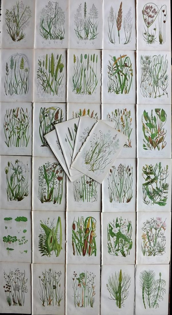 Pratt, Anne 1900 Lot of 34 Antique Botanical Prints: Chromolithographs Published 1900, London for "The Flowering Plants and Ferns of Great Britain" by Anne Pratt. Paper Size: 9.5 x 6 inch (24 x 16cm) Good Condition