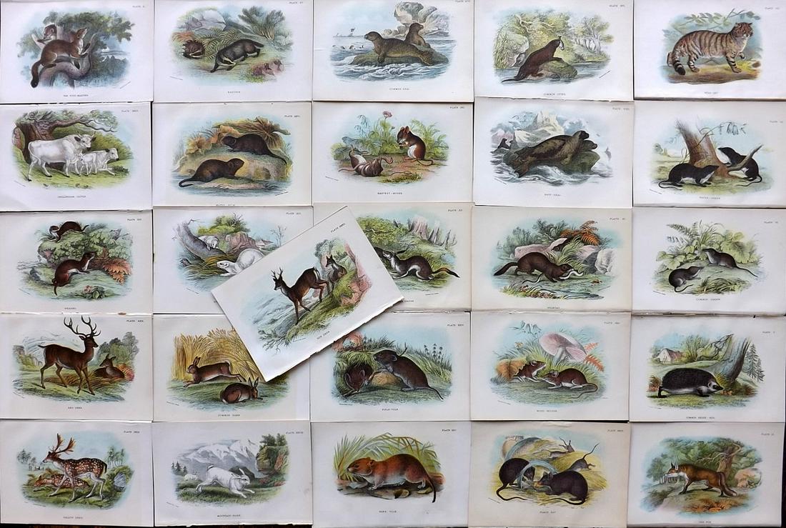 Lloyds's 1897 Lot of 26 Antique Prints. British Mammals: Chromolithographs Published 1894-97, London for "Lloyds's Natural History..." Edited by R. Bowdler Sharpe, W. F. Kirby, H. O. Forbes, R. Lydekker, and W. R. Olive-Grant. Illustrated after Keulemans, G