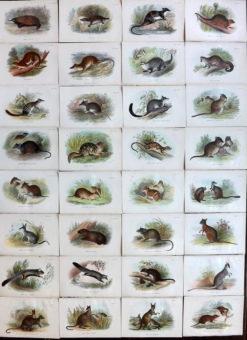 Lloyds's 1897 Lot of 32 Antique Prints. Australian Mammals: Chromolithographs Published 1894-97, London for "Lloyds's Natural History..." Edited by R. Bowdler Sharpe, W. F. Kirby, H. O. Forbes, R. Lydekker, and W. R. Olive-Grant. Illustrated after Keulemans, G