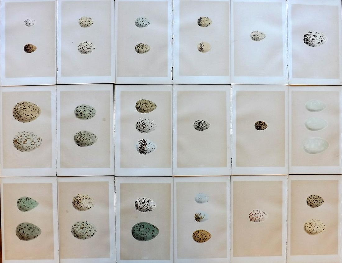 Morris, Francis 1864 Lot of 18 Antique Bird Egg Prints: Woodblocks Published 1863-4, London for "A Natural History of the Nests and Eggs of British Birds" By the Rev. Francis Orpen Morris, printed Benjamin Fawcett. Most Plates printed in colours and finish