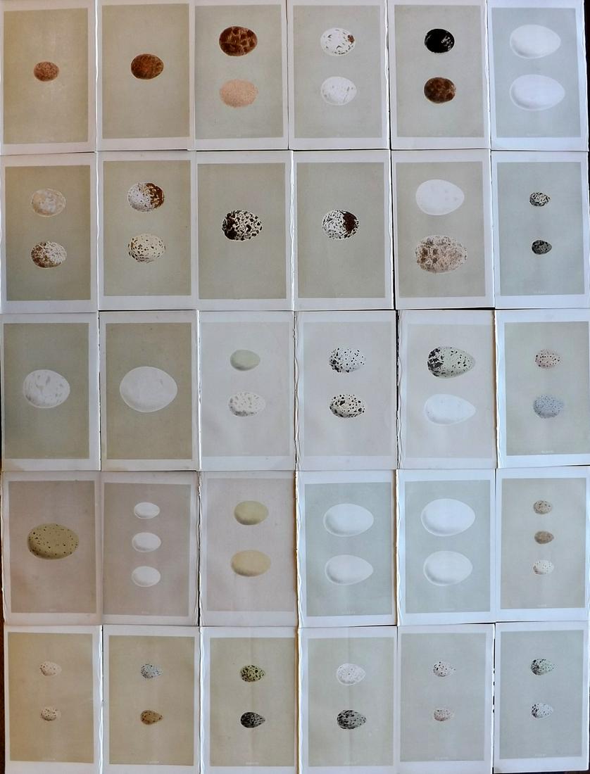 Morris, Francis 1864 Lot of 30 Antique Bird Egg Prints: Woodblocks Published 1863-4, London for "A Natural History of the Nests and Eggs of British Birds" By the Rev. Francis Orpen Morris, printed Benjamin Fawcett. Most Plates printed in colours and finish