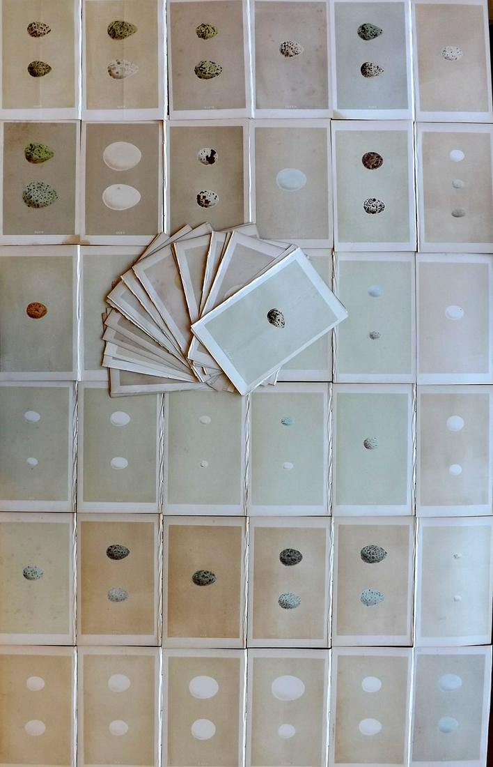 Morris, Francis 1864 Lot of 60 Antique Bird Egg Prints (1 of 9)