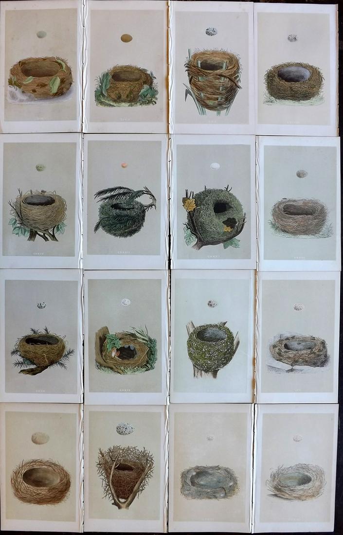 Morris, Francis 1864 Lot of 16 Antique Bird Nest Prints: Woodblocks Published 1863-4, London for "A Natural History of the Nests and Eggs of British Birds" By the Rev. Francis Orpen Morris, printed Benjamin Fawcett. Most Plates printed in colours and finish