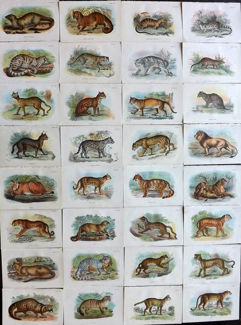 Lloyds's 1897 Lot of 32 Antique Prints. Big Cats (1 of 6)