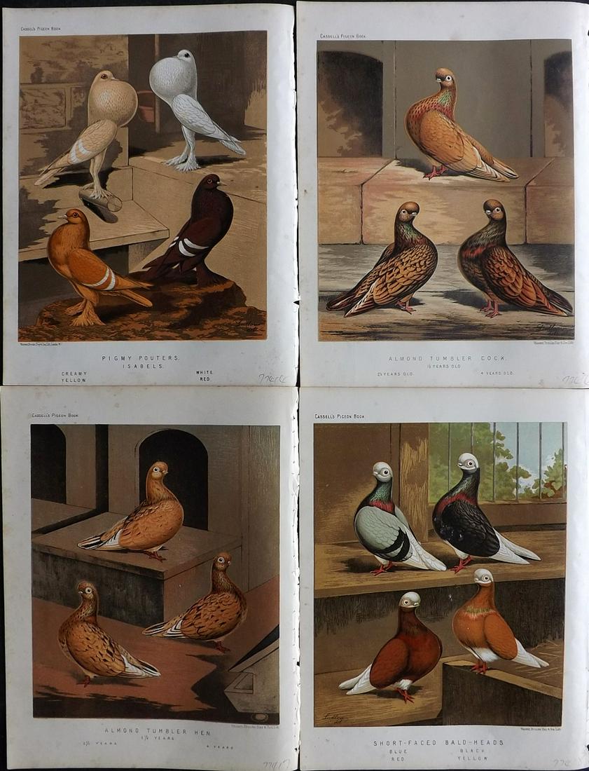 Fulton, Robert 1878 Lot of 4 Bird Prints. Pigeons: Chromolithographs Published 1876-78 by Cassell & Company, London for "The Illustrated Book of Pigeons" by Robert Fulton. Illustrated by J. W. Ludlow. Paper Size: 10.5 x 8 inch (27 x 21cm) Very minor m