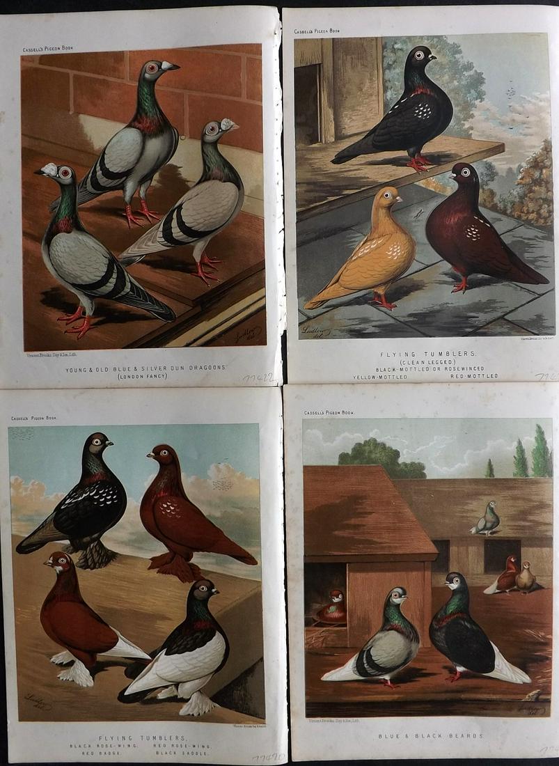Fulton, Robert 1878 Lot of 4 Bird Prints. Pigeons: Chromolithographs Published 1876-78 by Cassell & Company, London for "The Illustrated Book of Pigeons" by Robert Fulton. Illustrated by J. W. Ludlow. Paper Size: 10.5 x 8 inch (27 x 21cm) Very minor m