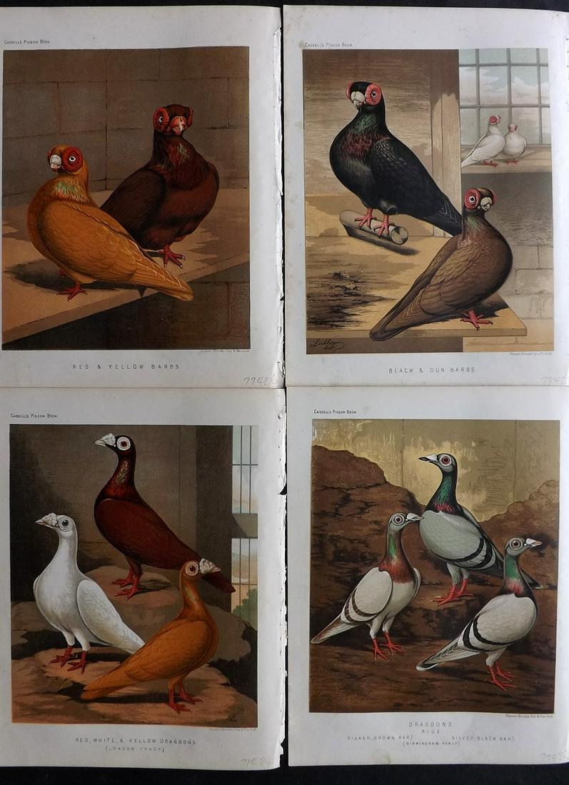 Fulton, Robert 1878 Lot of 4 Bird Prints. Pigeons: Chromolithographs Published 1876-78 by Cassell & Company, London for "The Illustrated Book of Pigeons" by Robert Fulton. Illustrated by J. W. Ludlow. Paper Size: 10.5 x 8 inch (27 x 21cm) Very minor m