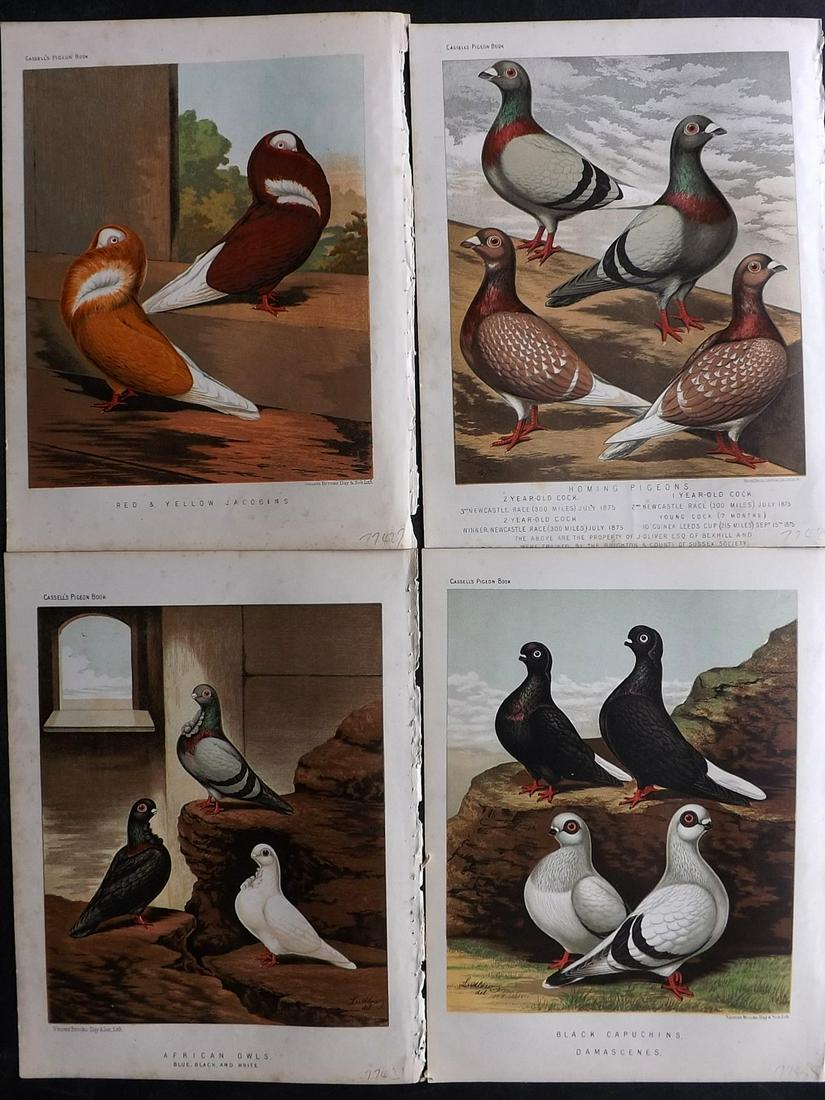 Fulton, Robert 1878 Lot of 4 Bird Prints. Pigeons: Chromolithographs Published 1876-78 by Cassell & Company, London for "The Illustrated Book of Pigeons" by Robert Fulton. Illustrated by J. W. Ludlow. Paper Size: 10.5 x 8 inch (27 x 21cm) Very minor m