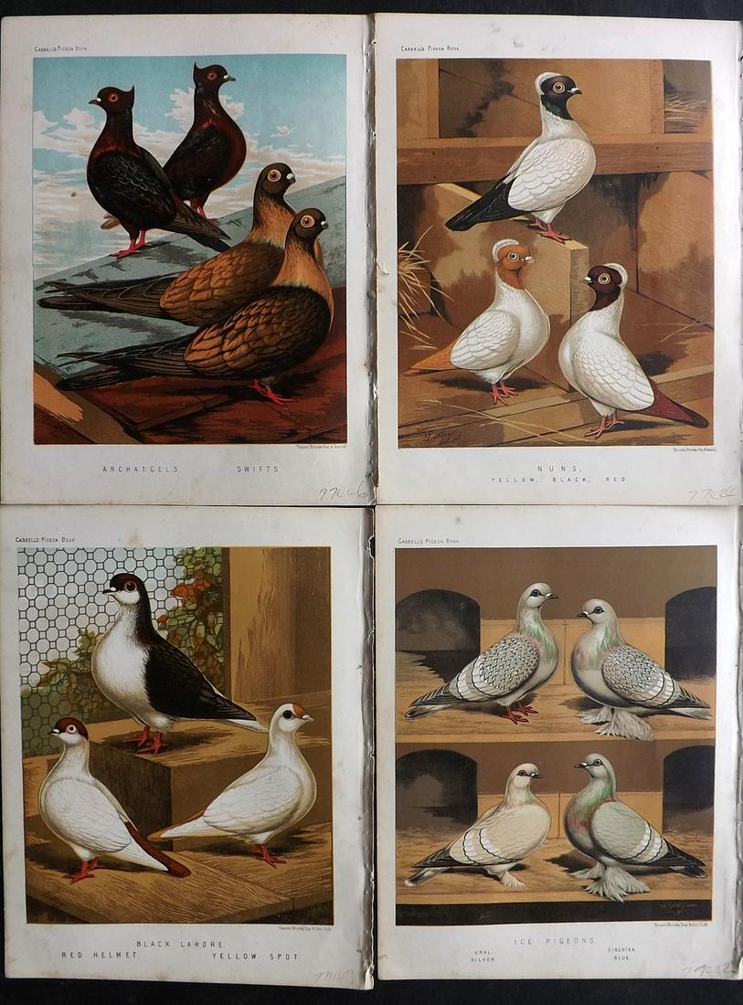 Fulton, Robert 1878 Lot of 4 Bird Prints. Pigeons: Chromolithographs Published 1876-78 by Cassell & Company, London for "The Illustrated Book of Pigeons" by Robert Fulton. Illustrated by J. W. Ludlow. Paper Size: 10.5 x 8 inch (27 x 21cm) Very minor m
