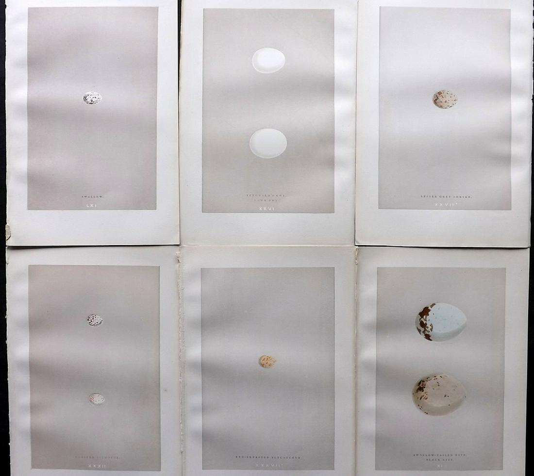 Morris, Francis 1892 Lot of 6 Bird Egg Prints: Woodblock Published 1892 by John C. Nimmo, London for "A Natural History of the Nests & Eggs of British Birds" By the Rev. Frances Orpen Morris, printed Benjamin Fawcett. Printed in colours and finish