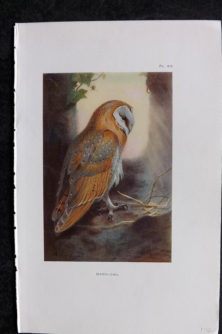 Thorburn, Archibald 1926 Antique Bird Print. Barn Owl (1 of 2)