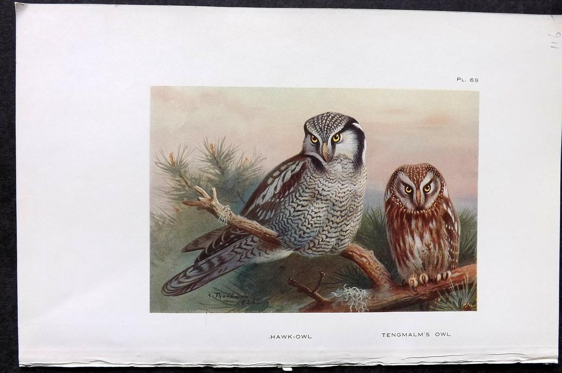Thorburn, Archibald 1926 Antique Bird Print. Hawk & Tengmalm's Owl: Vintage Offset Lithograph Published 1925-26, London for "British Birds" by Archibald Thorburn. Paper Size: 8.5 x 5.5 inch (22 x 14cm) Good Condition