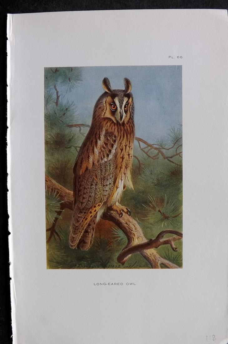 Thorburn, Archibald 1926 Antique Bird Print. Long Eared Owl: Vintage Offset Lithograph Published 1925-26, London for "British Birds" by Archibald Thorburn. Paper Size: 8.5 x 5.5 inch (22 x 14cm) Good Condition