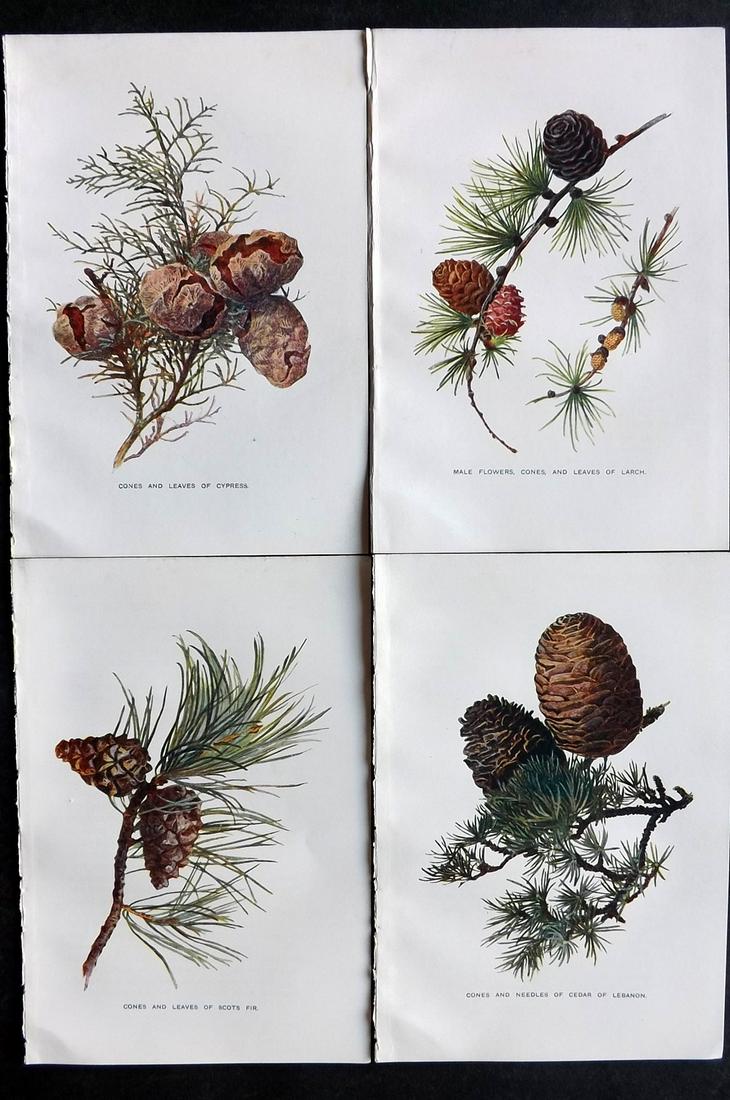 Boulger, George 1907 Lot of 4 Pine Cone Prints: Offset Lithographs Published 1907, London for "Familiar Trees" by George Boulger. Paper Size: 7 x 5 inch (18 x 13cm) Good Condition