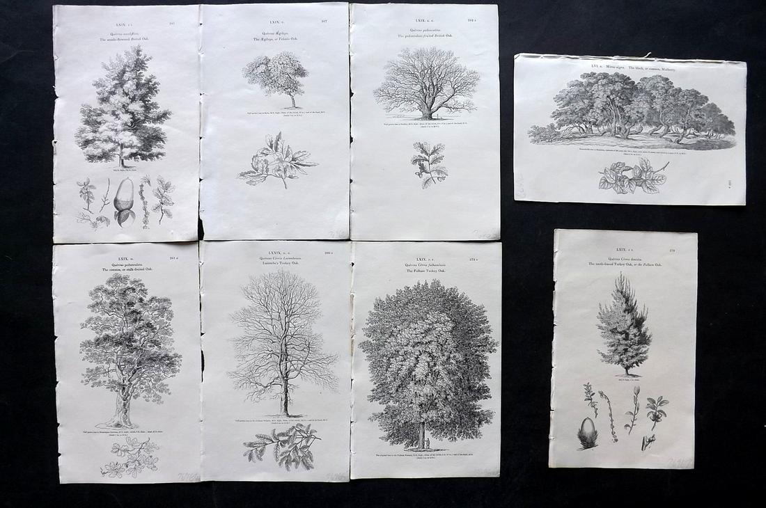 Loudon, John 1844 Lot of 8 Antique Tree Prints: Woodblocks Published 1844, London for "Arboretum et Fruticetum Britannicum; or, The Trees and Shrubs of Britain" by John Claudius Loudon. Good Paper, reverse side blank. Paper Size: 8.5 x 5.5 inch (22