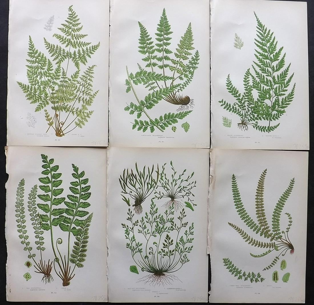 Pratt, Anne 1900 Lot of 6 Antique Fern Prints: Chromolithographs Published 1900, London for "The Flowering Plants and Ferns of Great Britain" by Anne Pratt. Paper Size: 9.5 x 6 inch (24 x 16cm) Good Condition