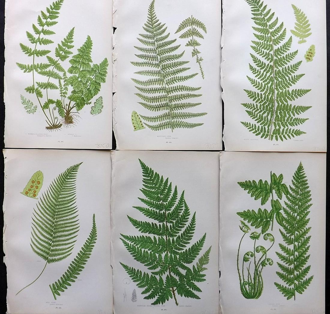 Pratt, Anne 1900 Lot of 6 Antique Fern Prints: Chromolithographs Published 1900, London for "The Flowering Plants and Ferns of Great Britain" by Anne Pratt. Paper Size: 9.5 x 6 inch (24 x 16cm) Good Condition