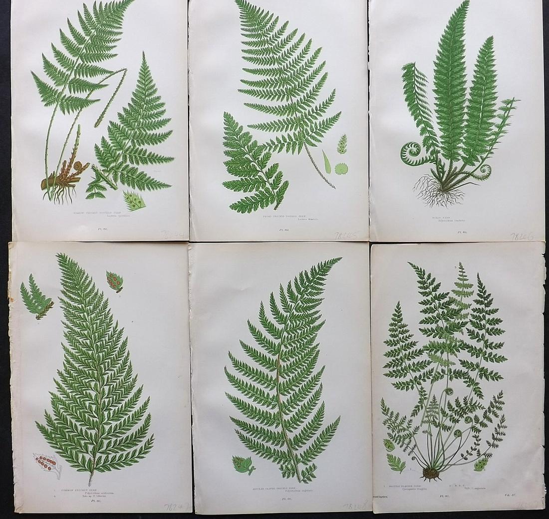 Pratt, Anne 1900 Lot of 6 Antique Fern Prints: Chromolithographs Published 1900, London for "The Flowering Plants and Ferns of Great Britain" by Anne Pratt. Paper Size: 9.5 x 6 inch (24 x 16cm) Good Condition