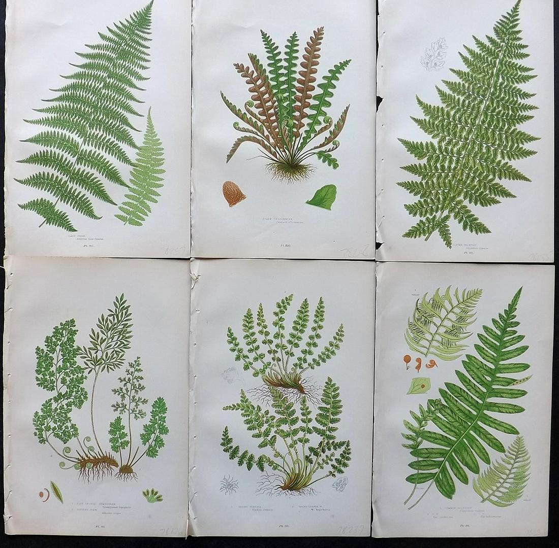 Pratt, Anne 1900 Lot of 6 Antique Fern Prints: Chromolithographs Published 1900, London for "The Flowering Plants and Ferns of Great Britain" by Anne Pratt. Paper Size: 9.5 x 6 inch (24 x 16cm) Good Condition