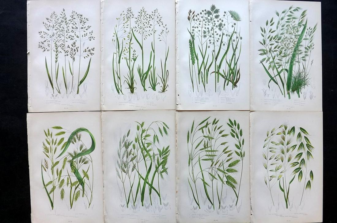 Pratt, Anne 1900 Lot of 8 Antique Botanical Prints: Chromolithographs Published 1900, London for "The Flowering Plants and Ferns of Great Britain" by Anne Pratt. Paper Size: 9.5 x 6 inch (24 x 16cm) Good Condition