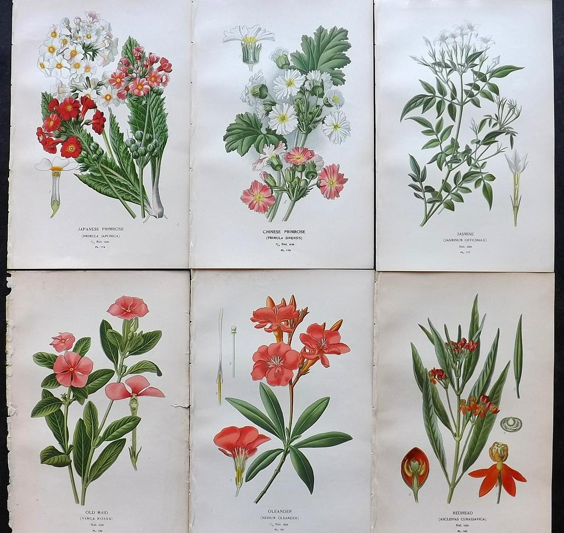 Step, Edward 1897 Lot of 6 Antique Botanical Prints: Chromolithographs Published 1896-97 by Frederick Warne & Co., London for "Favourite Flowers of Garden and Greenhouse" by Edward Step and William Watson. Paper Size: 9.5 x 6 inch (24 x 15cm) Good Condi
