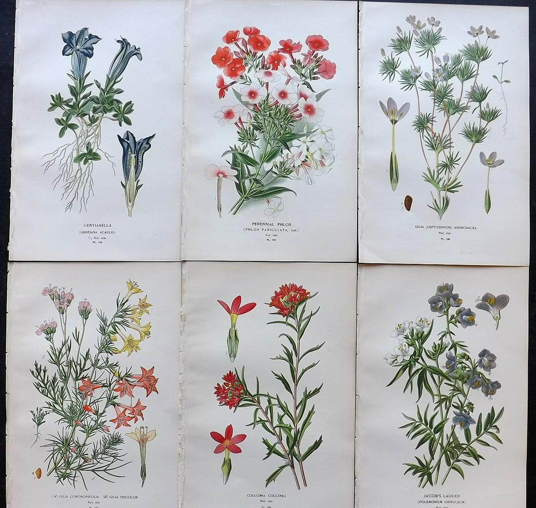 Step, Edward 1897 Lot of 6 Antique Botanical Prints: Chromolithographs Published 1896-97 by Frederick Warne & Co., London for "Favourite Flowers of Garden and Greenhouse" by Edward Step and William Watson. Paper Size: 9.5 x 6 inch (24 x 15cm) Good Condi