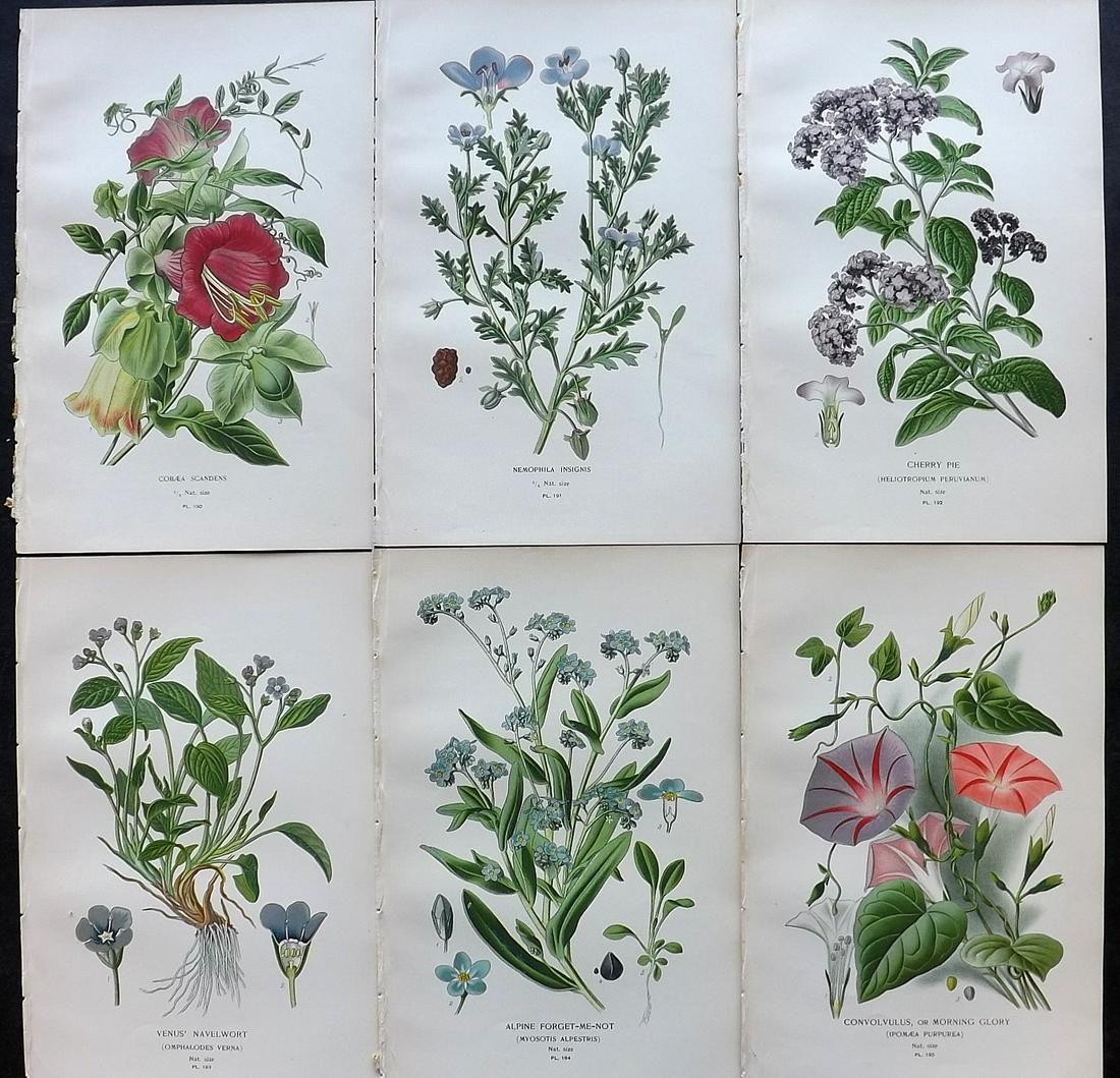 Step, Edward 1897 Lot of 6 Antique Botanical Prints: Chromolithographs Published 1896-97 by Frederick Warne & Co., London for "Favourite Flowers of Garden and Greenhouse" by Edward Step and William Watson. Paper Size: 9.5 x 6 inch (24 x 15cm) Good Condi
