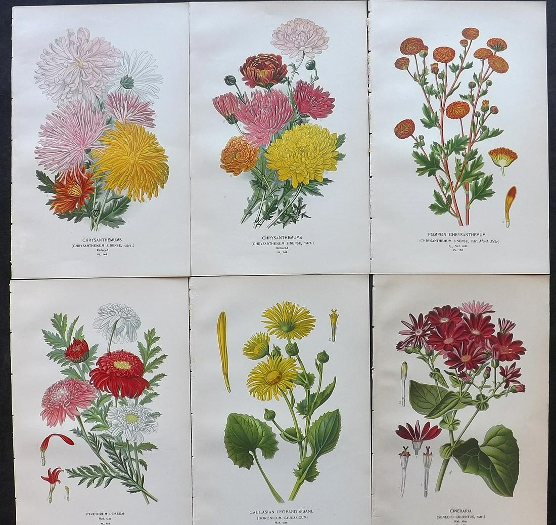 Step, Edward 1897 Lot of 6 Antique Botanical Prints: Chromolithographs Published 1896-97 by Frederick Warne & Co., London for "Favourite Flowers of Garden and Greenhouse" by Edward Step and William Watson. Paper Size: 9.5 x 6 inch (24 x 15cm) Good Condi