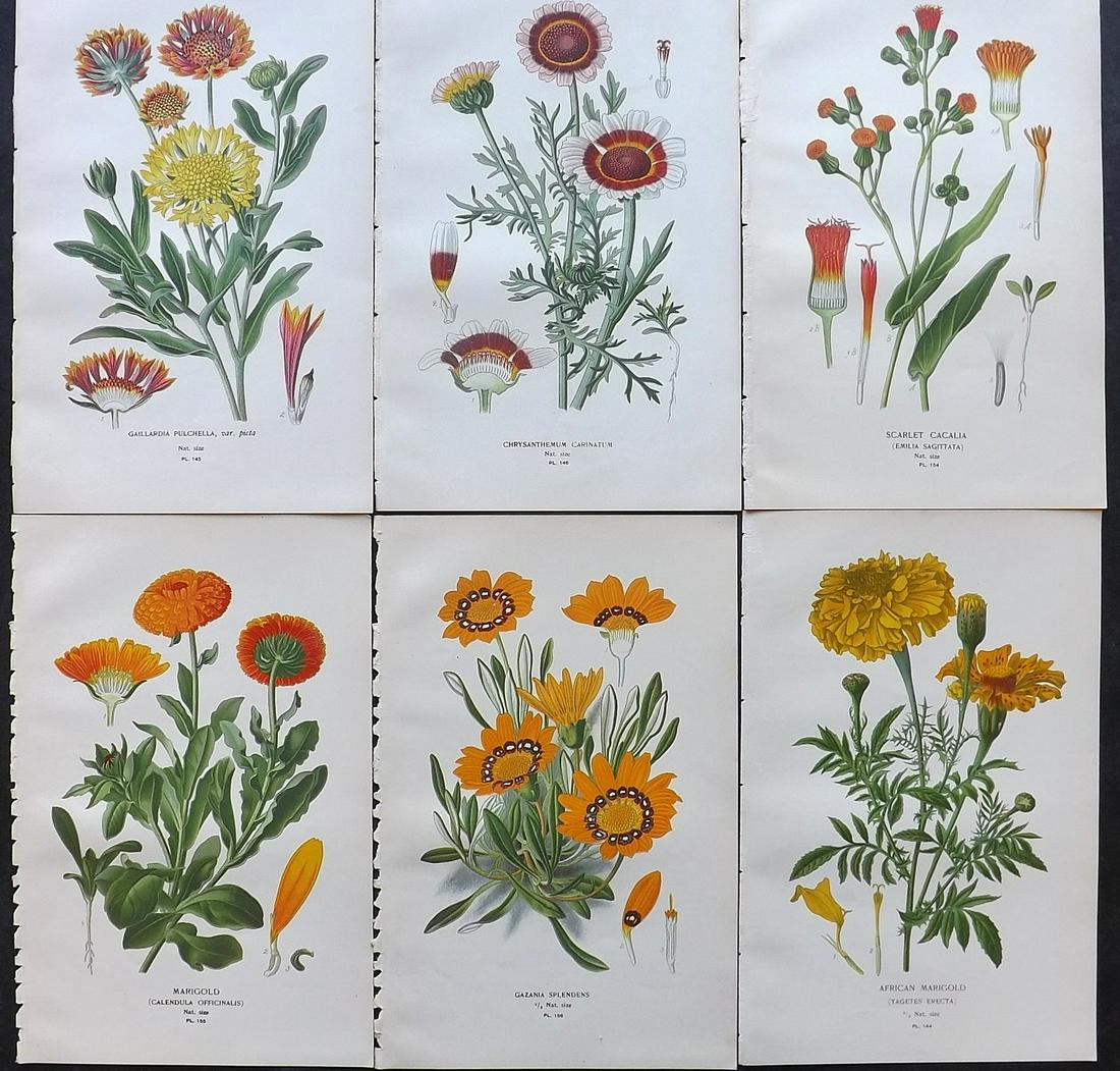 Step, Edward 1897 Lot of 6 Antique Botanical Prints: Chromolithographs Published 1896-97 by Frederick Warne & Co., London for "Favourite Flowers of Garden and Greenhouse" by Edward Step and William Watson. Paper Size: 9.5 x 6 inch (24 x 15cm) Good Condi