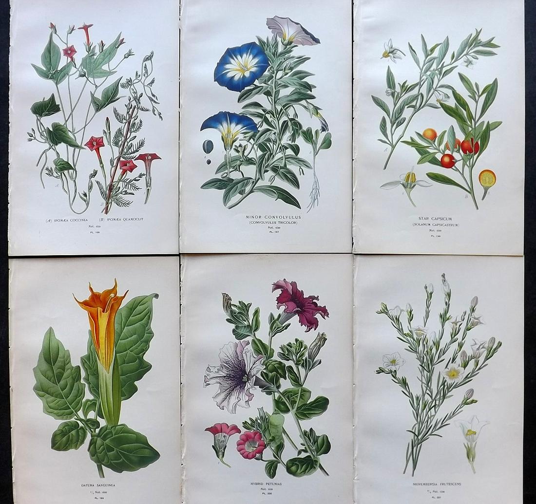 Step, Edward 1897 Lot of 6 Antique Botanical Prints: Chromolithographs Published 1896-97 by Frederick Warne & Co., London for "Favourite Flowers of Garden and Greenhouse" by Edward Step and William Watson. Paper Size: 9.5 x 6 inch (24 x 15cm) Good Condi