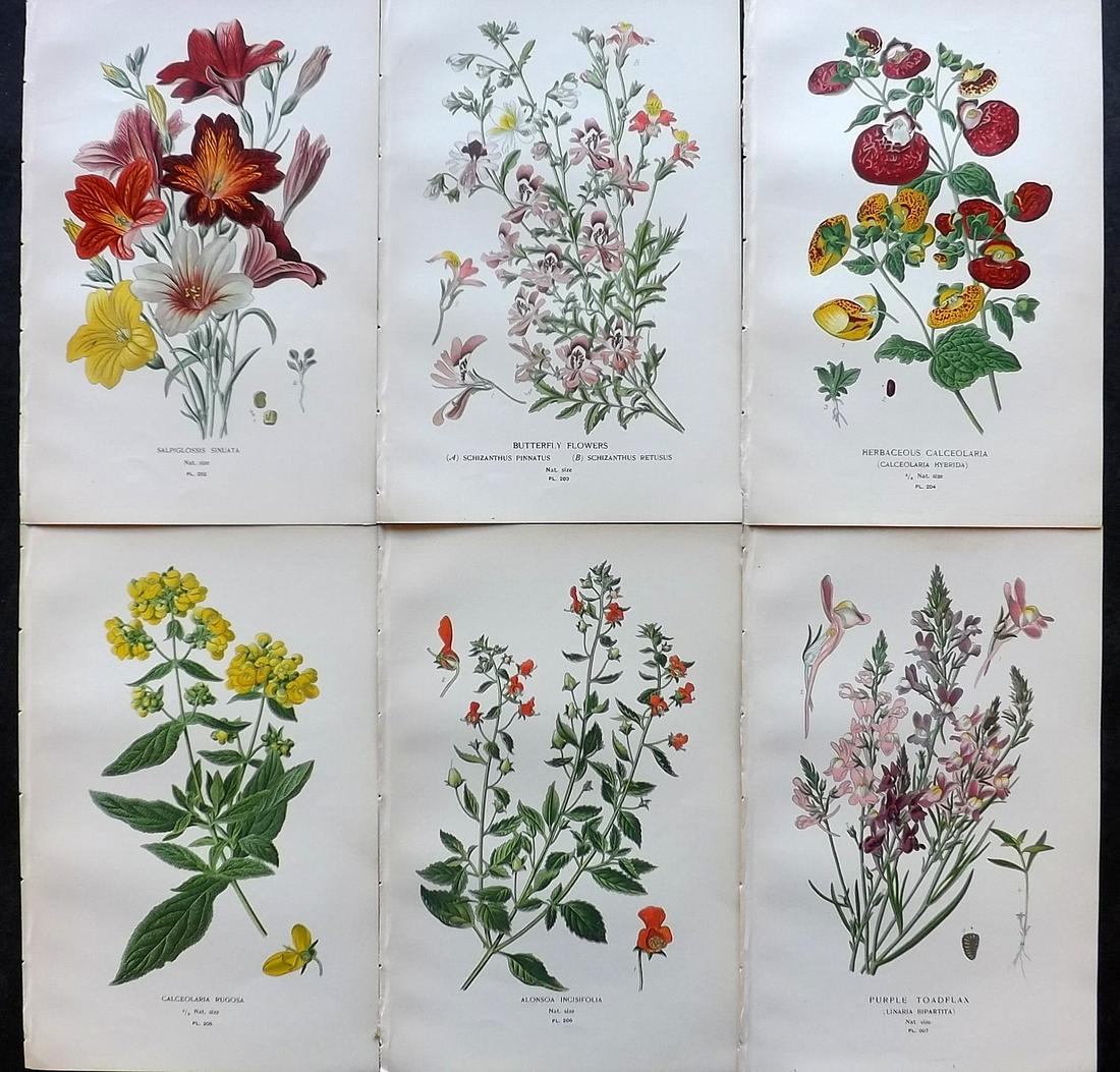 Step, Edward 1897 Lot of 6 Antique Botanical Prints: Chromolithographs Published 1896-97 by Frederick Warne & Co., London for "Favourite Flowers of Garden and Greenhouse" by Edward Step and William Watson. Paper Size: 9.5 x 6 inch (24 x 15cm) Good Condi