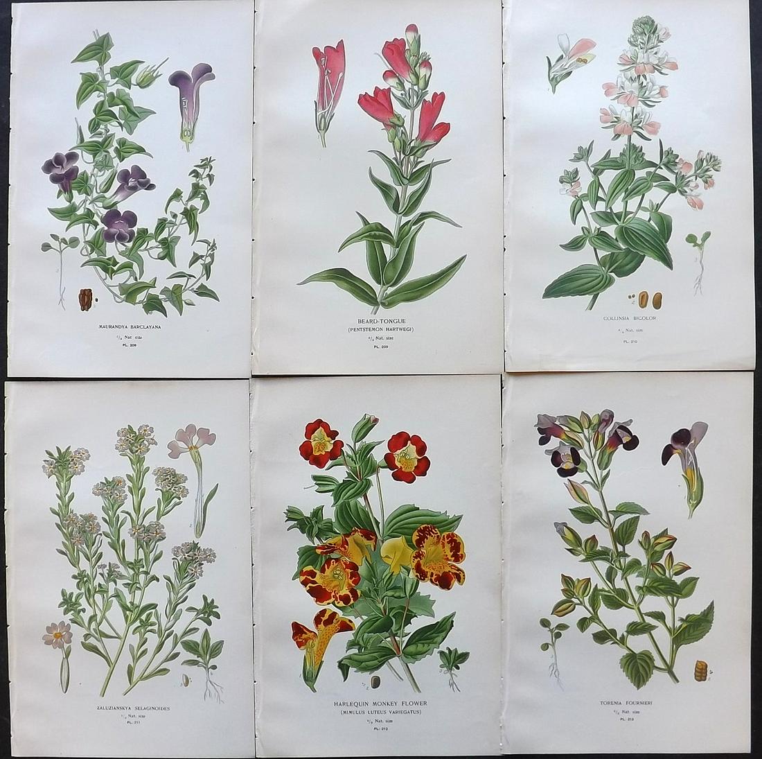 Step, Edward 1897 Lot of 6 Antique Botanical Prints: Chromolithographs Published 1896-97 by Frederick Warne & Co., London for "Favourite Flowers of Garden and Greenhouse" by Edward Step and William Watson. Paper Size: 9.5 x 6 inch (24 x 15cm) Good Condi