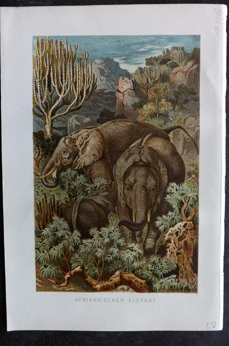 Brehm & Pechuel-Losche 1892 Antique Print. African Elephant: Chromolithograph Published 1890-93, Leipzig and Vienna for "Brehms Tierleben. Allgemeine Kunde des Tierreichs" by Alfred Edmund Brehm, Eduard Pechuel-Losche and Wilhelm Haacke. Many of the same images