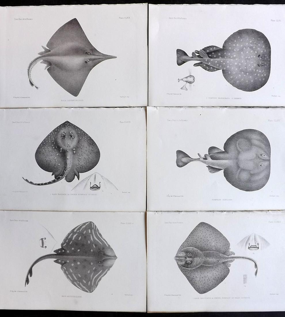 Day, Francis 1884 Lot of 6 Antique Fish Prints: Lithographs Published 1880-84, London for "The Fishes of Great Britain and Ireland" by Francis Day. Paper Size: 10 x 7 inch (26 x 18cm) Good Condition