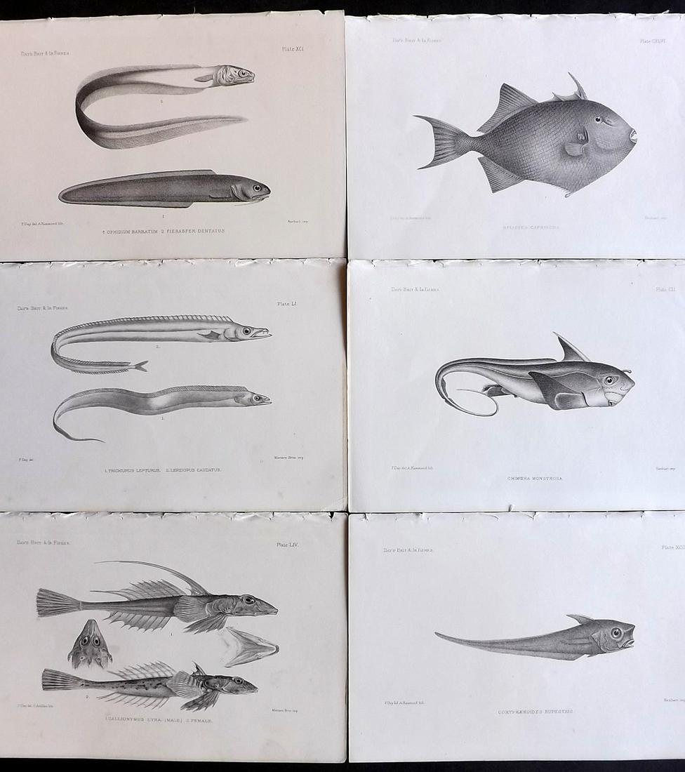 Day, Francis 1884 Lot of 6 Antique Fish Prints: Lithographs Published 1880-84, London for "The Fishes of Great Britain and Ireland" by Francis Day. Paper Size: 10 x 7 inch (26 x 18cm) Good Condition