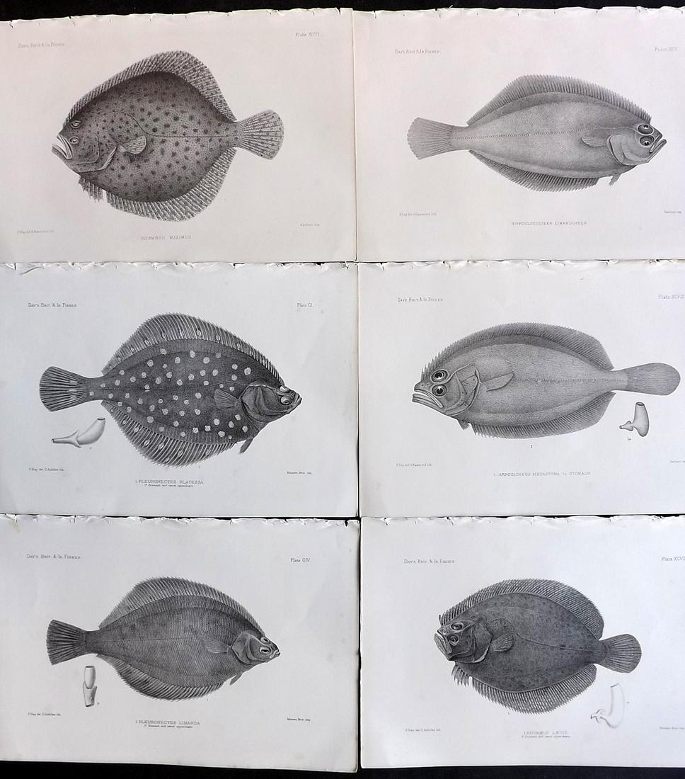 Day, Francis 1884 Lot of 6 Antique Fish Prints: Lithographs Published 1880-84, London for "The Fishes of Great Britain and Ireland" by Francis Day. Paper Size: 10 x 7 inch (26 x 18cm) Good Condition