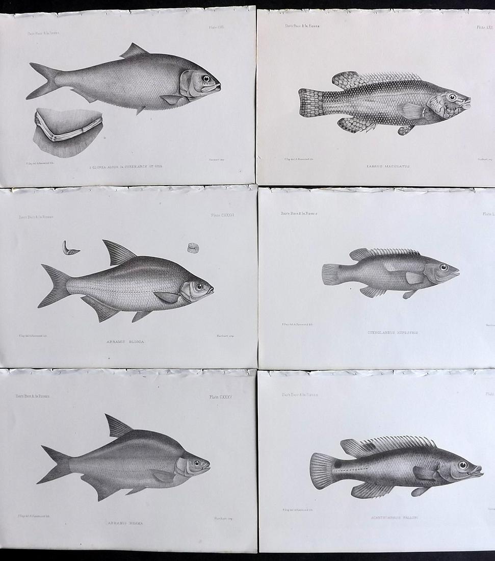 Day, Francis 1884 Lot of 6 Antique Fish Prints: Lithographs Published 1880-84, London for "The Fishes of Great Britain and Ireland" by Francis Day. Paper Size: 10 x 7 inch (26 x 18cm) Good Condition