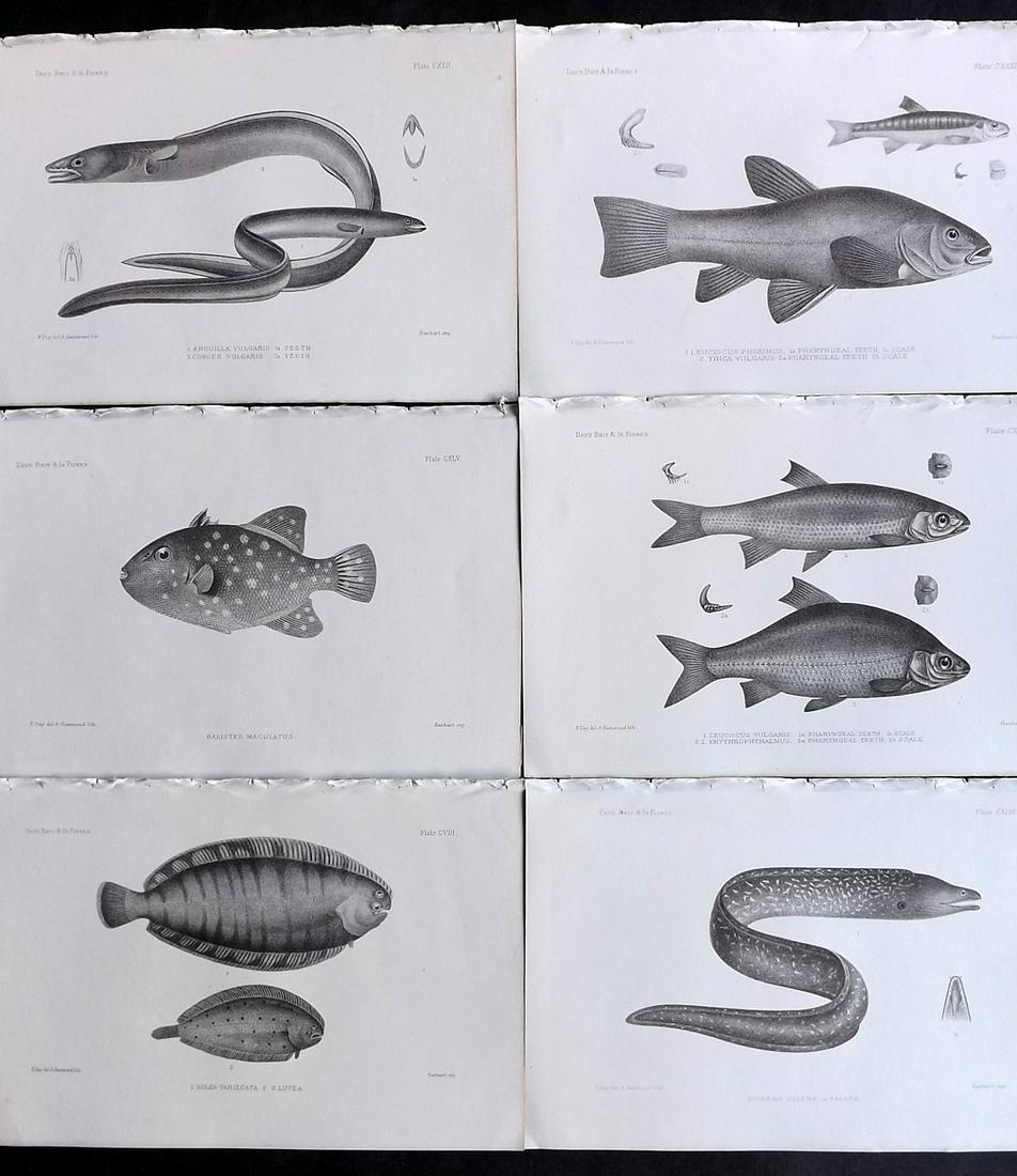 Day, Francis 1884 Lot of 6 Antique Fish Prints: Lithographs Published 1880-84, London for "The Fishes of Great Britain and Ireland" by Francis Day. Paper Size: 10 x 7 inch (26 x 18cm) Good Condition