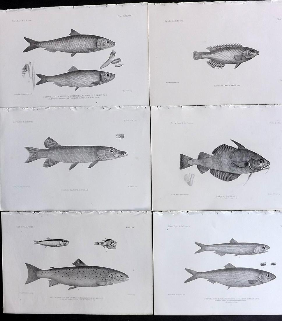 Day, Francis 1884 Lot of 6 Antique Fish Prints: Lithographs Published 1880-84, London for "The Fishes of Great Britain and Ireland" by Francis Day. Paper Size: 10 x 7 inch (26 x 18cm) Good Condition