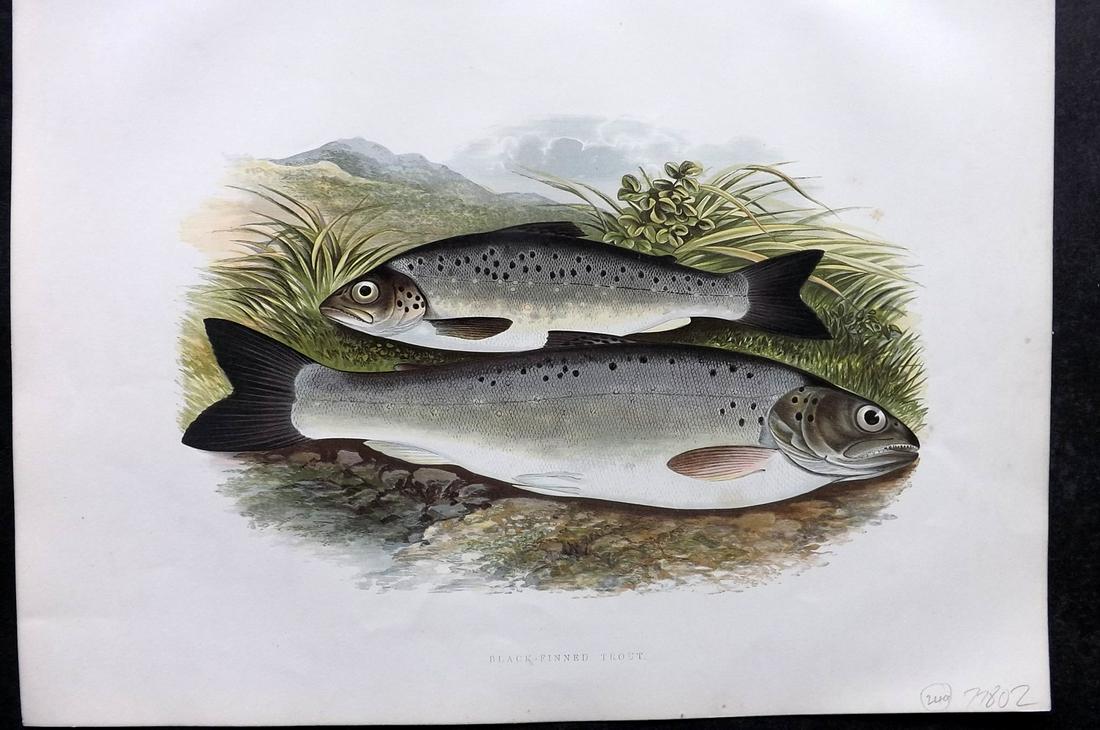 Houghton, Rev. William 1879 Folio Fish Print. Black Finned Trout (1 of 2)