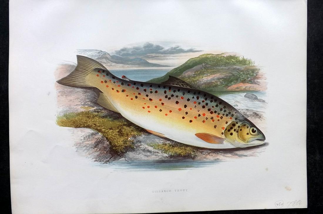 Houghton, Rev. William 1879 Folio Fish Print. Gillaroo Trout (1 of 2)