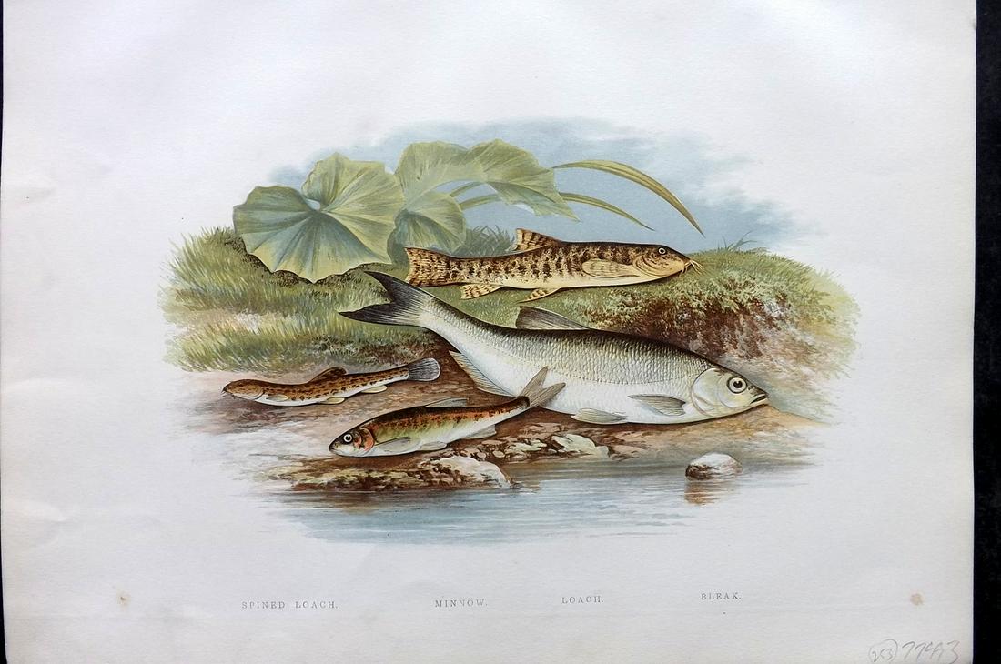 Houghton, Rev. William 1879 Folio Fish Print. Loach, Minnow, Bleak (1 of 2)