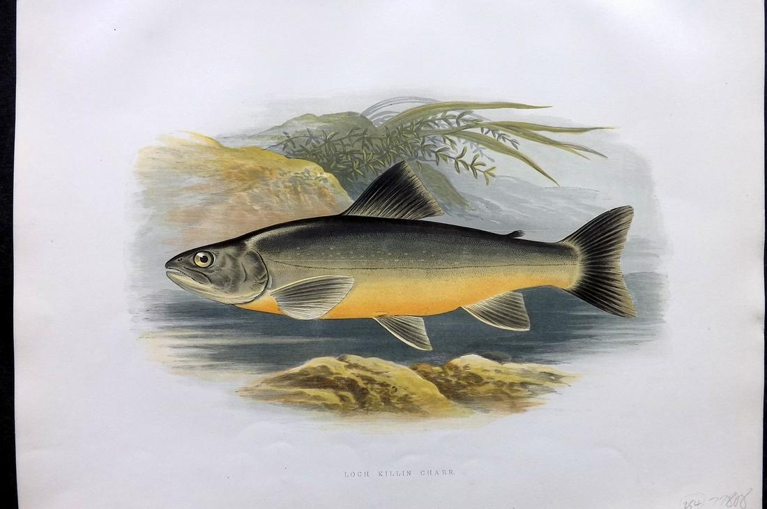 Houghton, Rev. William 1879 Folio Fish Print. Loch Killin Charr (1 of 2)